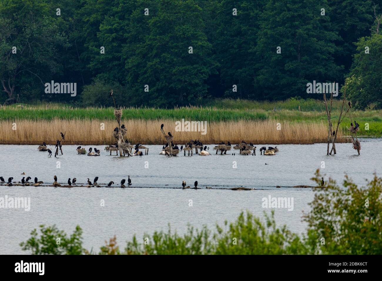 Une colonie de Cormorant dans un lac Banque D'Images