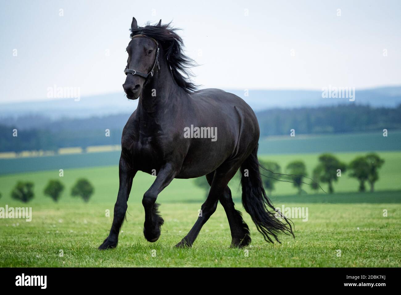 Course galloop noir cheval de Frise Banque D'Images
