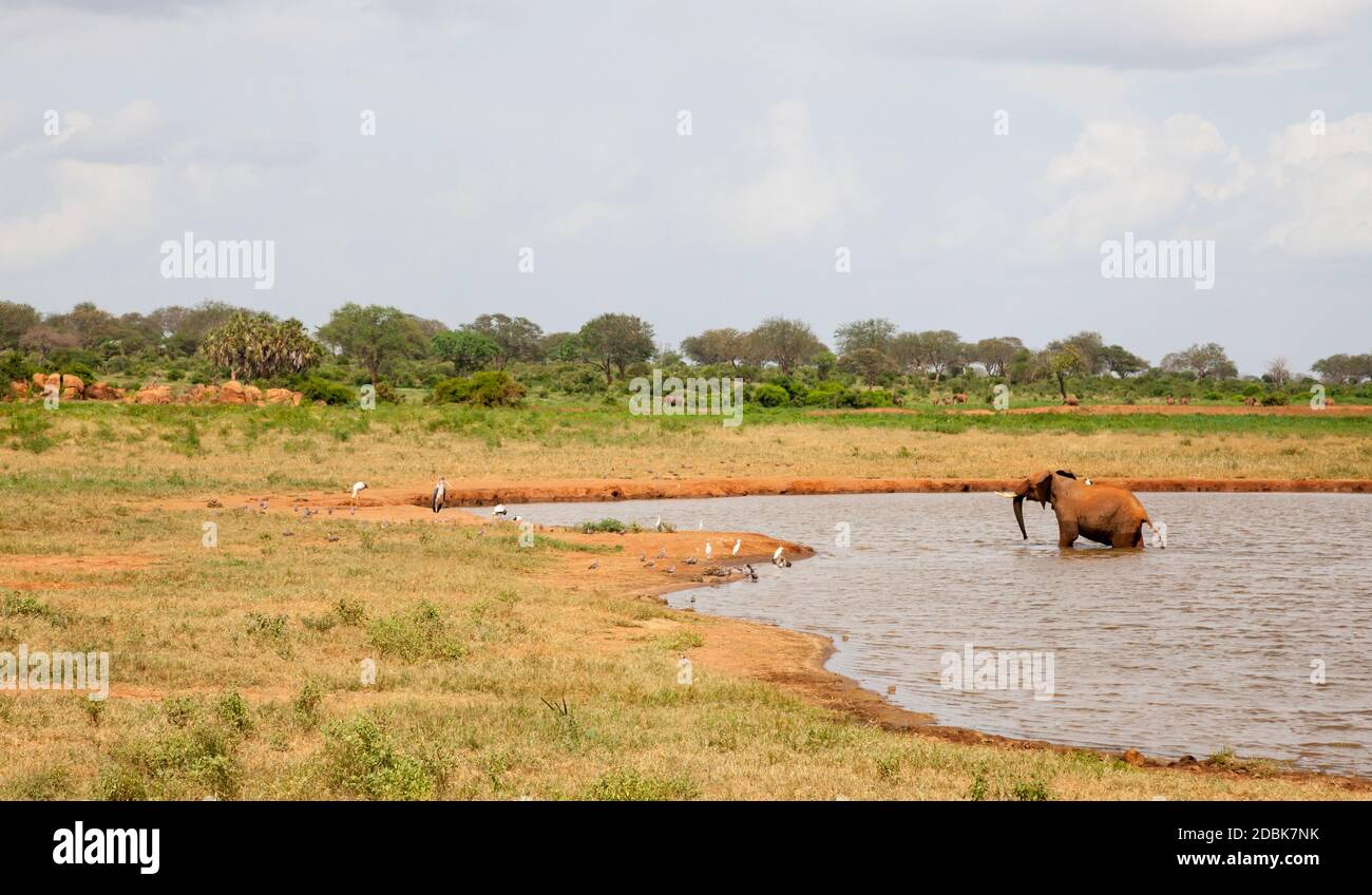 Un éléphant rouge baigne dans le trou d'eau avec beaucoup d'oiseaux sur cette rive Banque D'Images