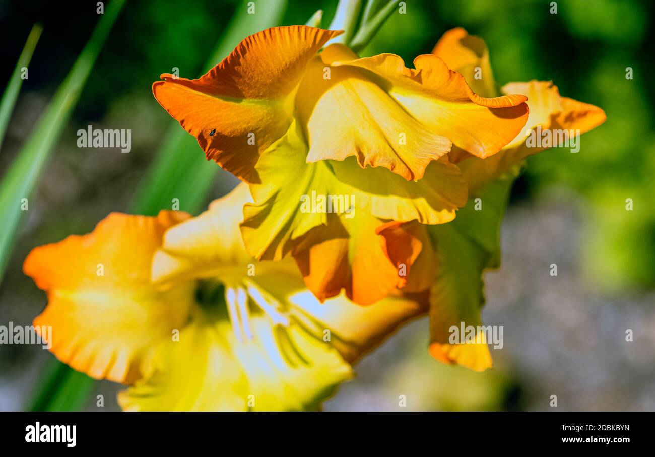 Iris variegata connu sous le nom d'iris hongrois dans le parc britannique - Londres, Royaume-Uni Banque D'Images