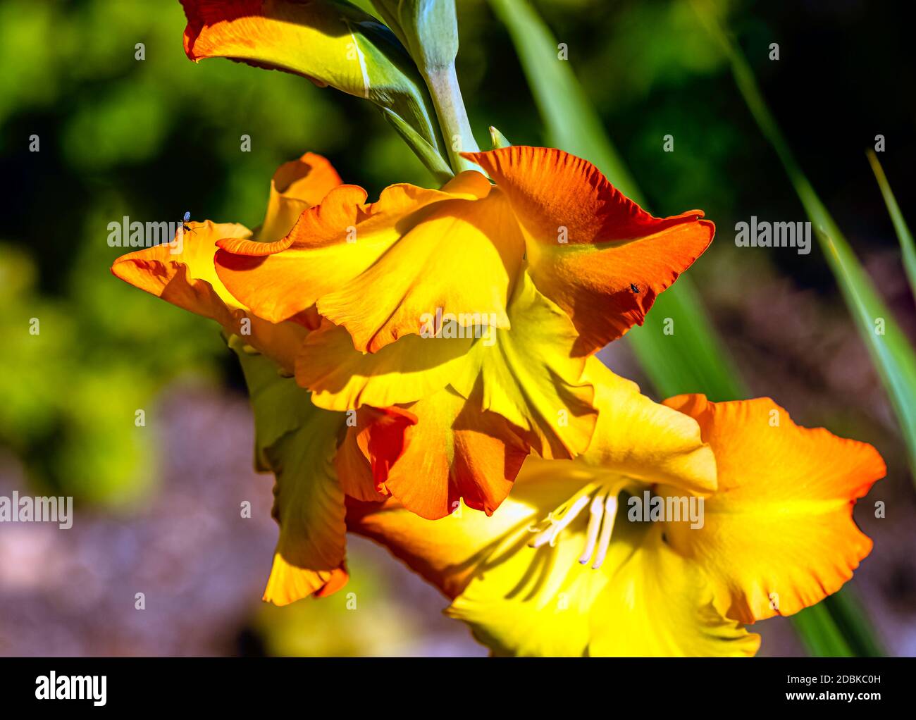 Iris variegata connu sous le nom d'iris hongrois dans le parc britannique - Londres, Royaume-Uni Banque D'Images
