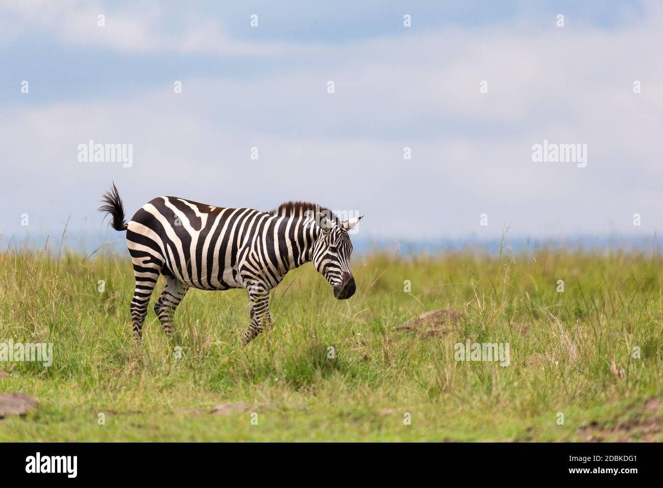 Un zébré navigue sur un pré dans le paysage de l'herbe Banque D'Images