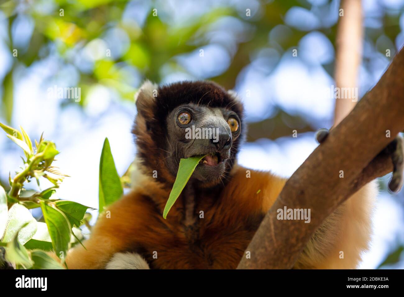 Un citron Sifaka qui s'est rendu confortable dans la cime d'arbre Banque D'Images