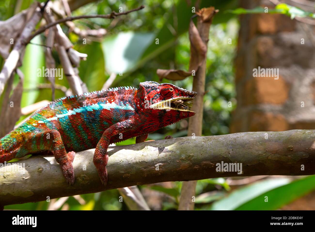 Un caméléon coloré sur une branche dans un parc national sur l'île de Madagascar Banque D'Images