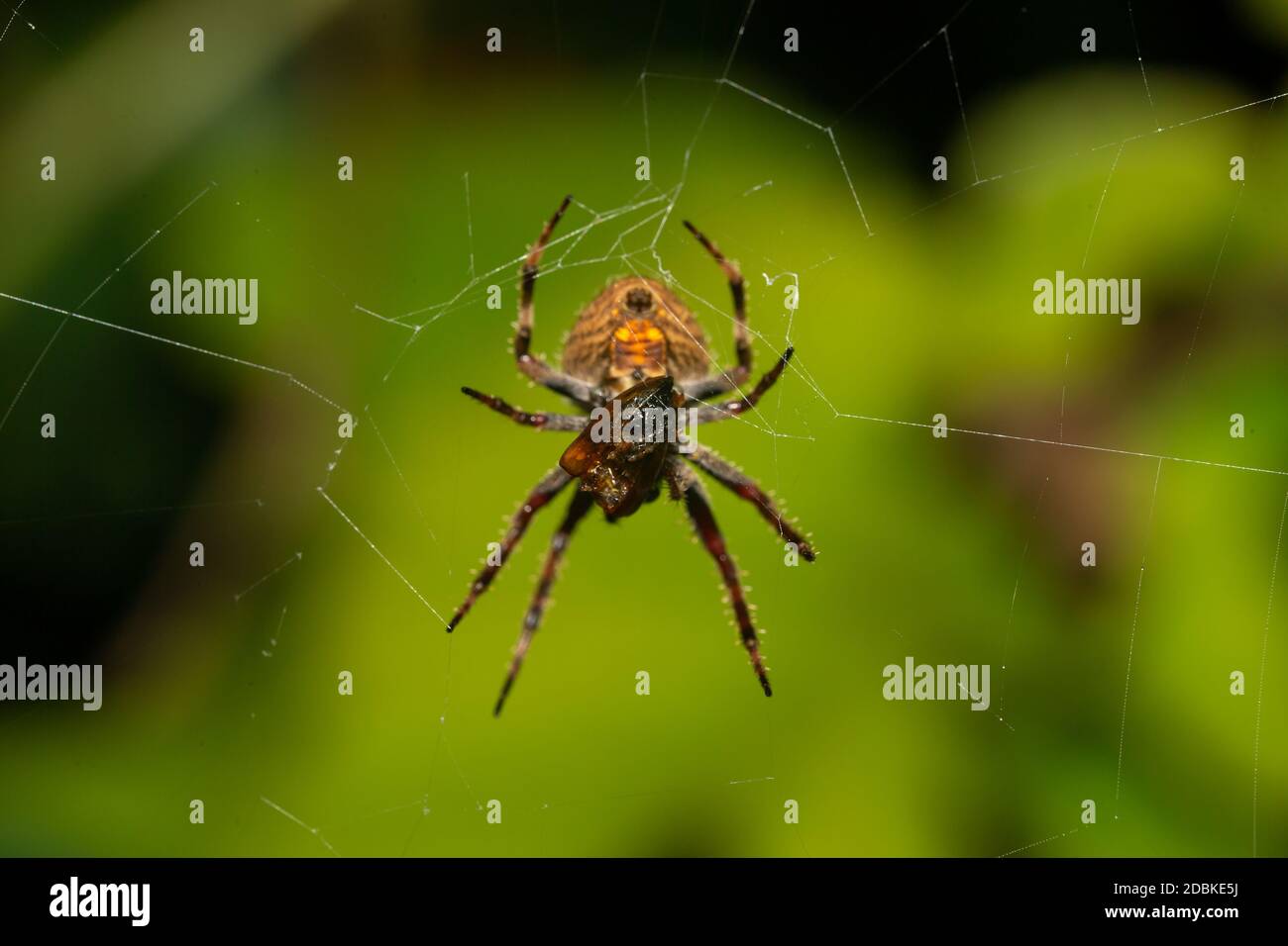 L'espèce autochtone d'insectes dans la forêt tropicale Banque D'Images