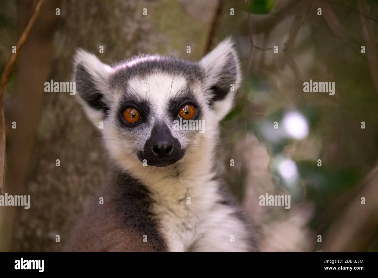 Un portrait d'un lémurien à queue circulaire sur un arbre Banque D'Images