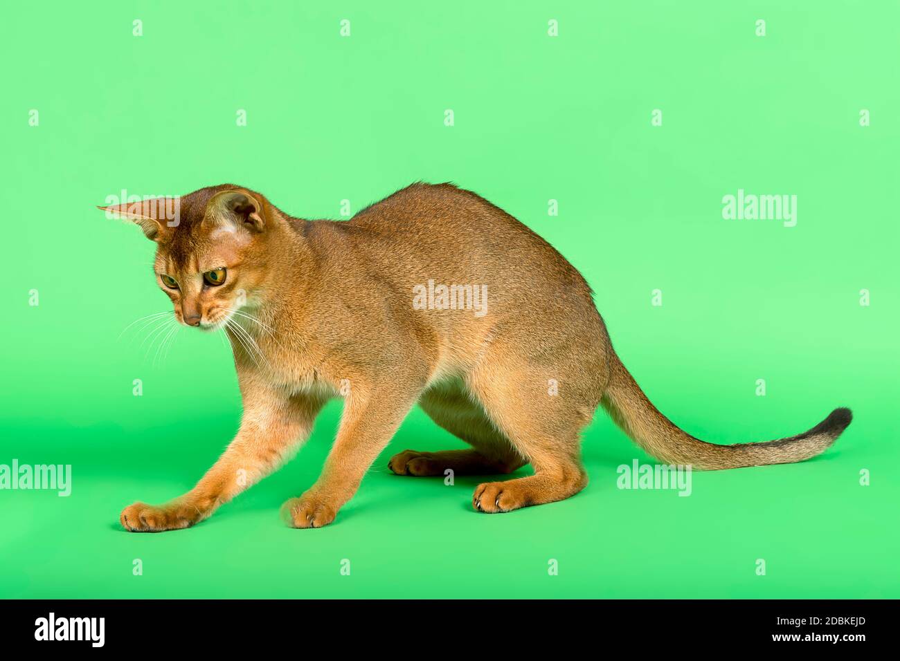 Abessinier Katze (Felis silvestris catus), Jungtier, Wildfarben, 2 Jahre, aufmerksam, Studioaufnahme Banque D'Images