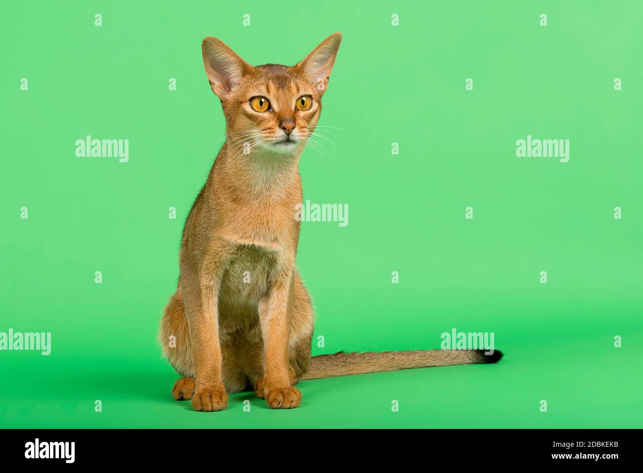 Abessinier Katze (Felis silvestris catus), Jungtier, Wildfarben, 2 Jahre, sitzend, Studioaufnahme Banque D'Images