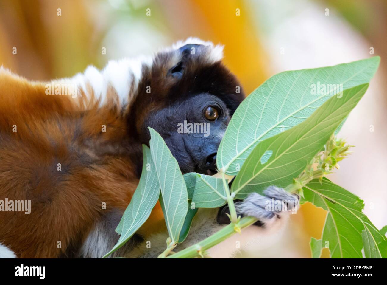 Un citron Sifaka qui s'est rendu confortable dans la cime d'arbre Banque D'Images