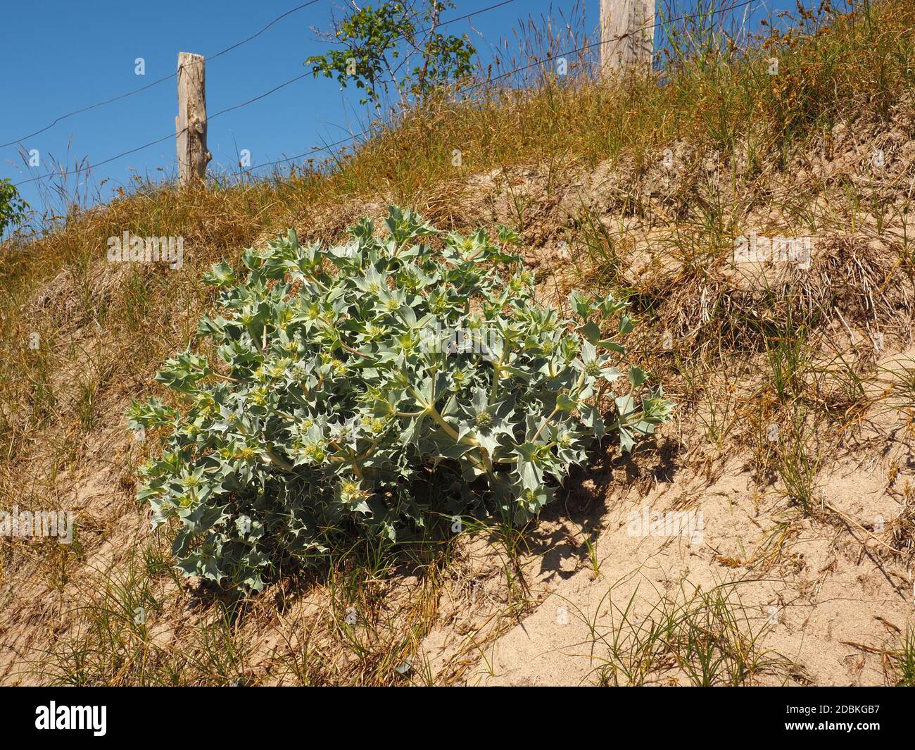 Magnifique holly de mer (Eryngium maritimum) sur une dune, espèce végétale en voie de disparition Banque D'Images
