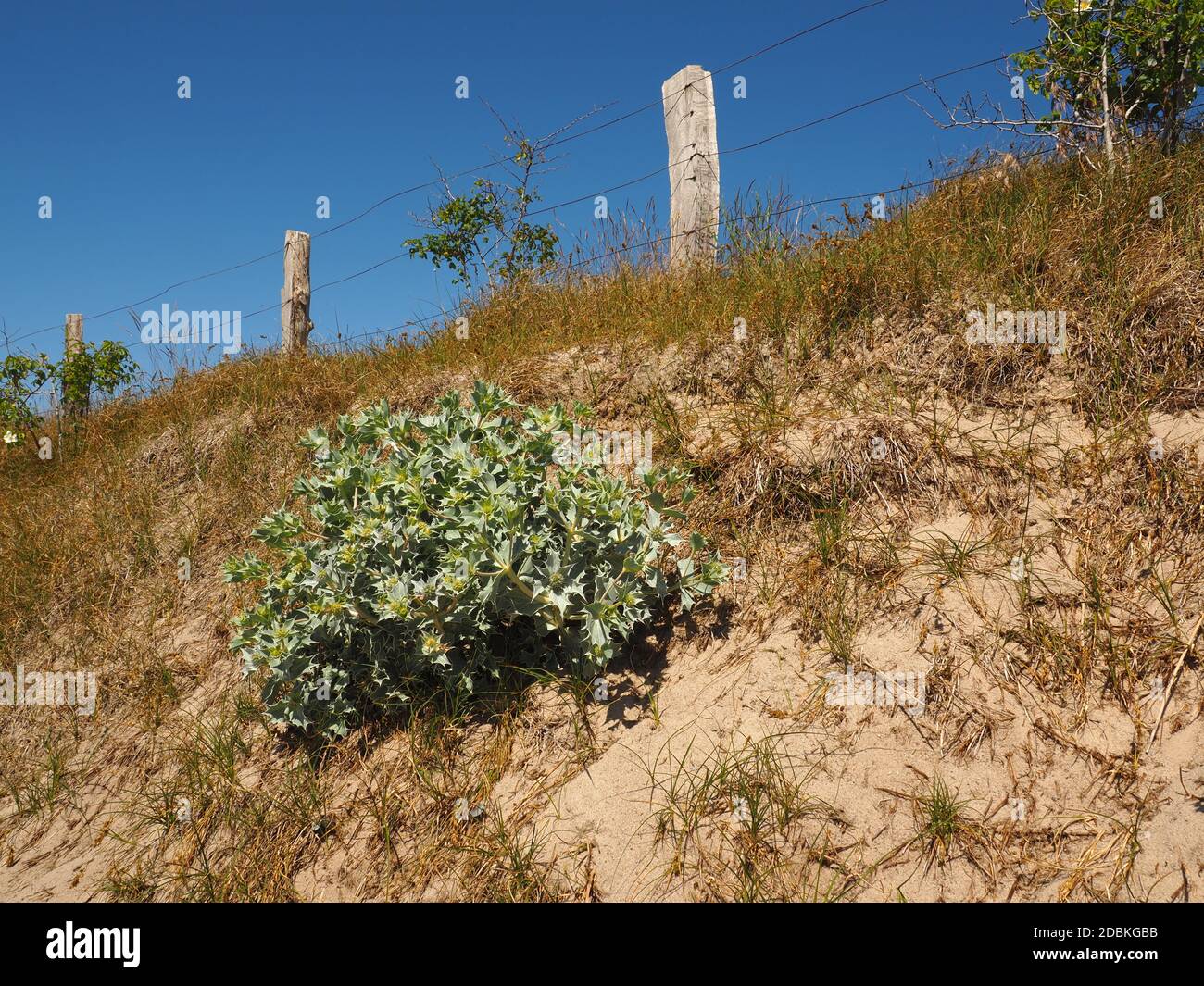 Magnifique holly de mer (Eryngium maritimum) sur une dune, espèce végétale en voie de disparition Banque D'Images