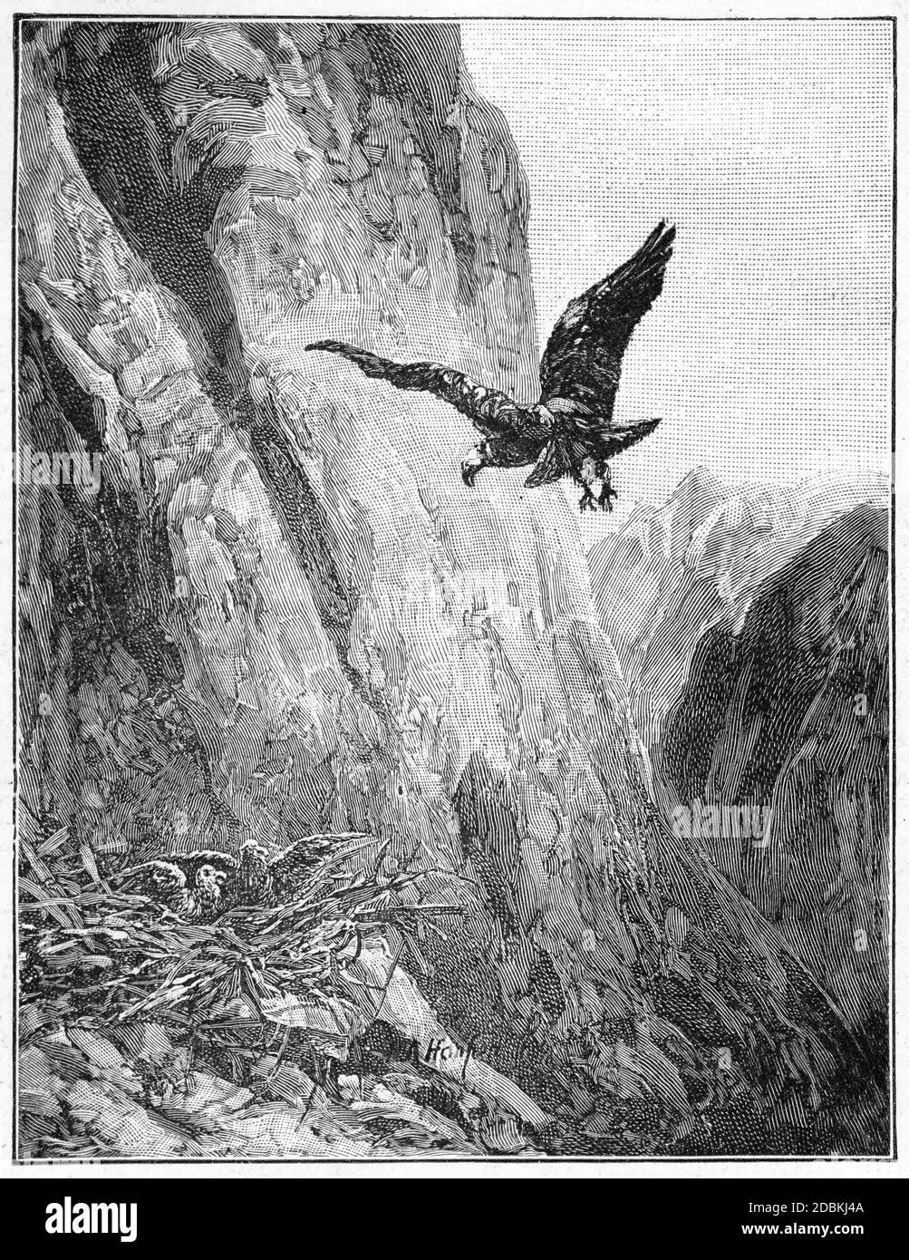 Gravure d'un nid d'aigle haut dans les montagnes Banque D'Images