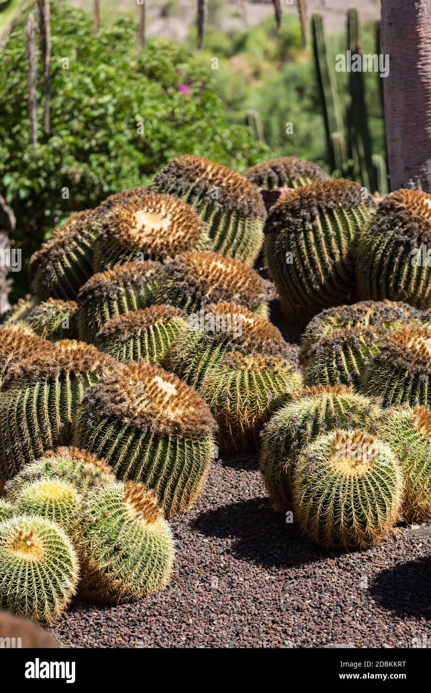 Echinocactus grusonii, communément appelé cactus à canon doré, boule — free download