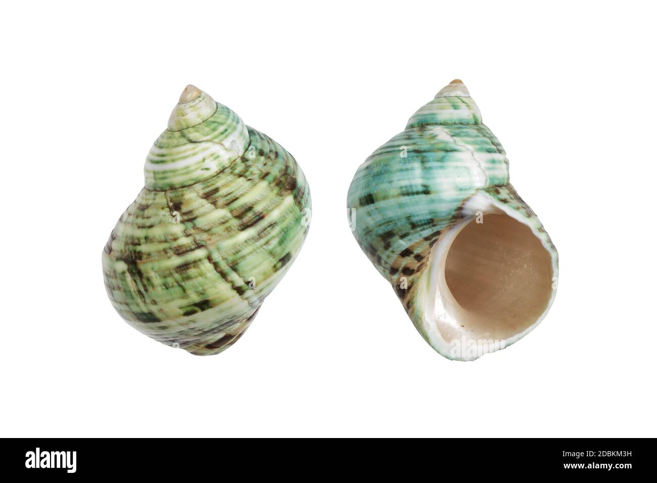 Deux coquilles Periwinkle bleu vert sur blanc avec chemin d'écrêtage Banque D'Images