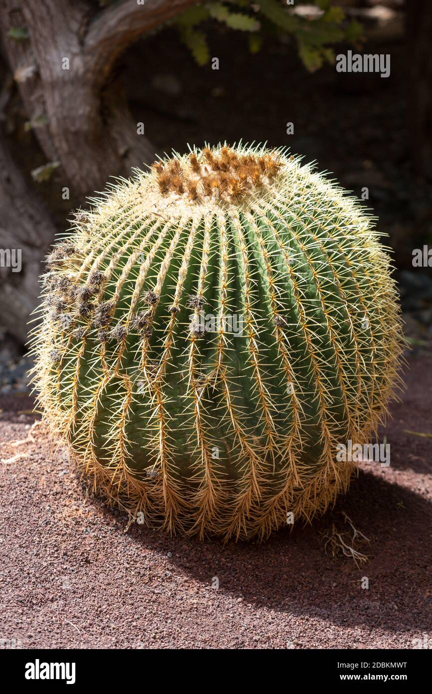 Echinocactus grusonii, communément appelé cactus à canon doré, boule — free download
