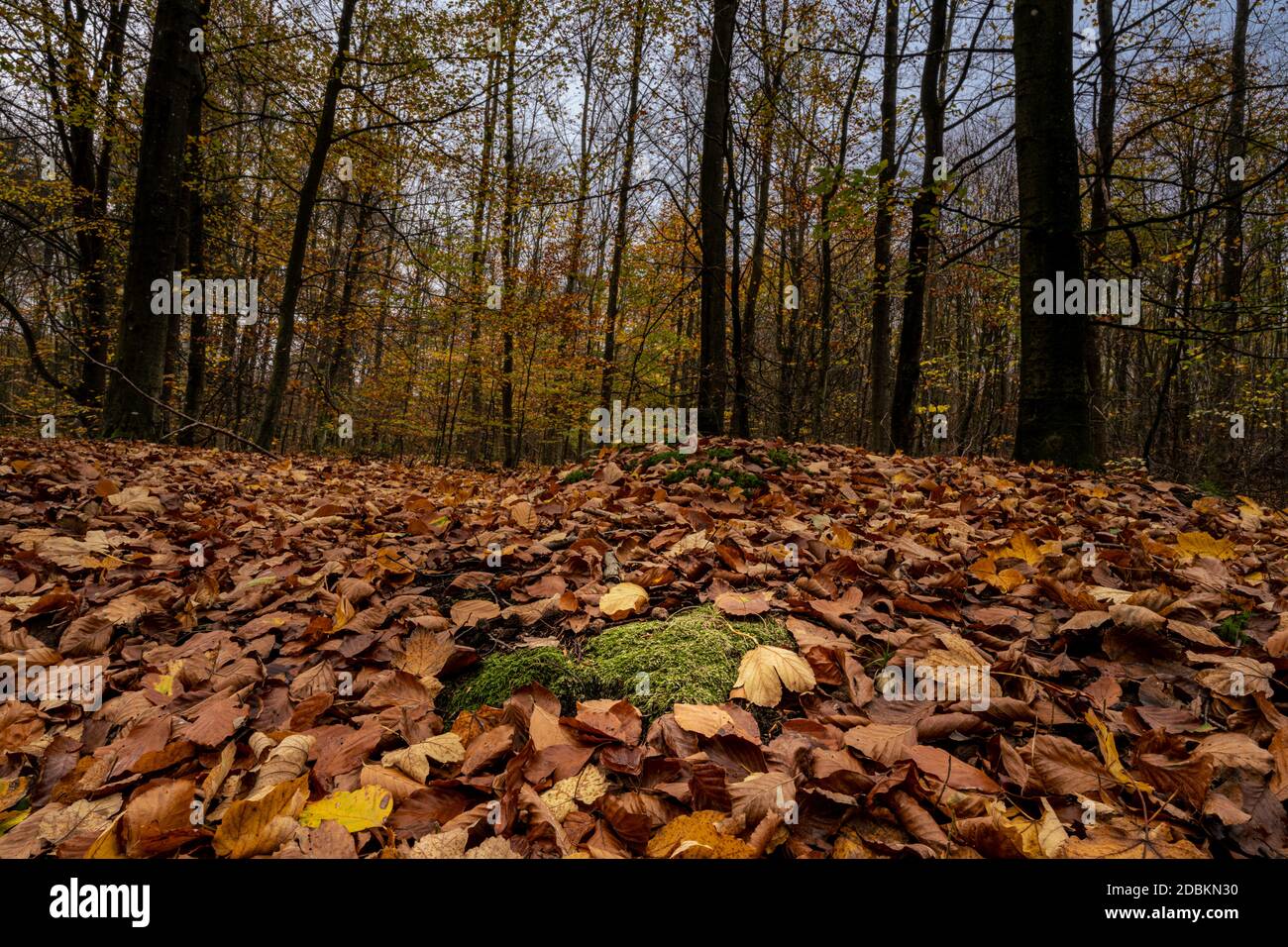 Une forêt européenne de Hêtre aux couleurs de l'automne. Photo du comté de Scania, sud de la Suède Banque D'Images