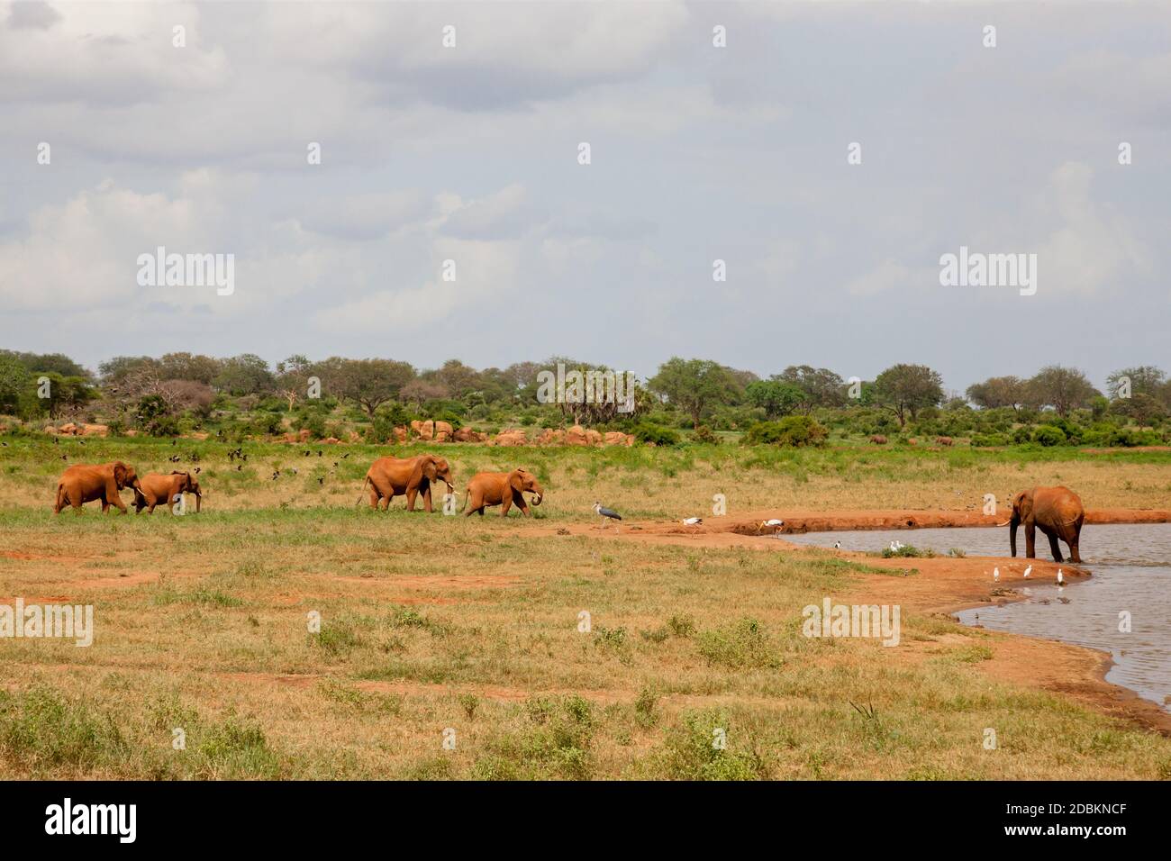 Beaucoup d'éléphants rouges sont sur le trou d'eau Banque D'Images