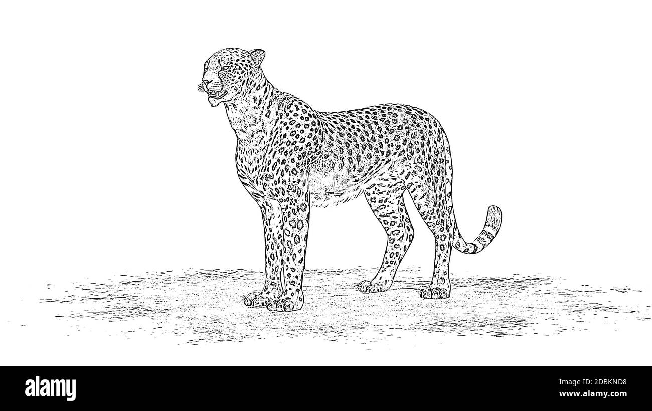 Dessin au crayon de Cheetah Banque D'Images