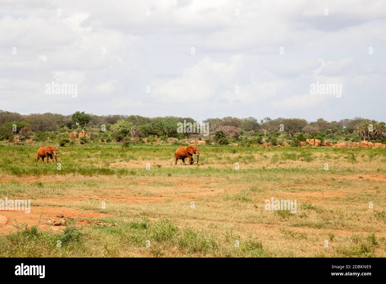 Les éléphants marchent dans la savane près du trou d'eau avec beaucoup de plantes vertes Banque D'Images