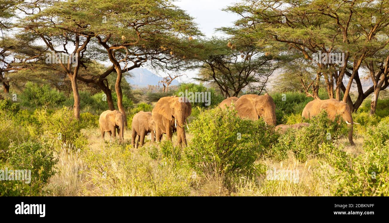 Certains éléphants traversent la jungle au milieu de nombreux buissons Banque D'Images