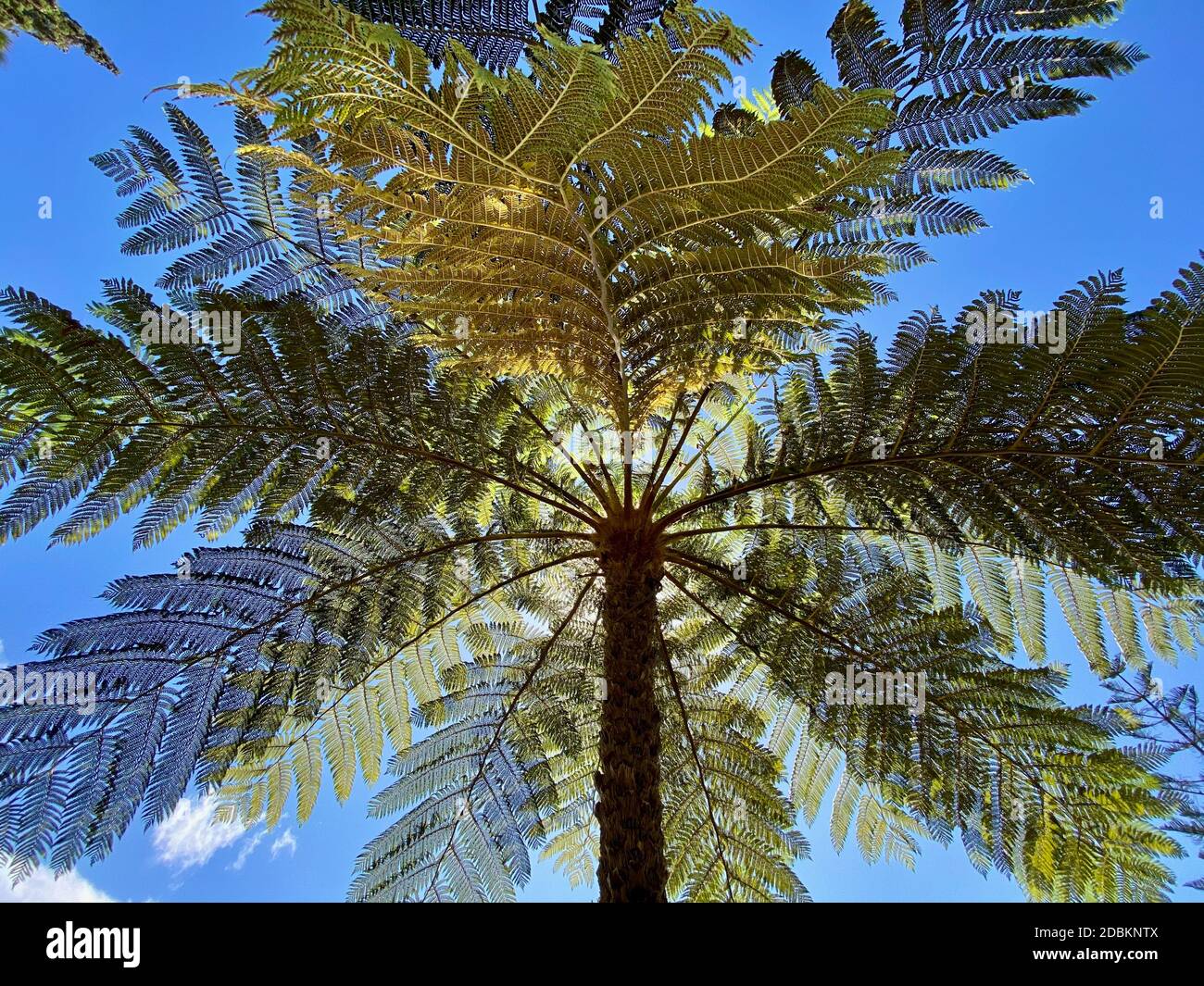 Palmier dans le jardin tropical de Monte Palace, Madère. Banque D'Images