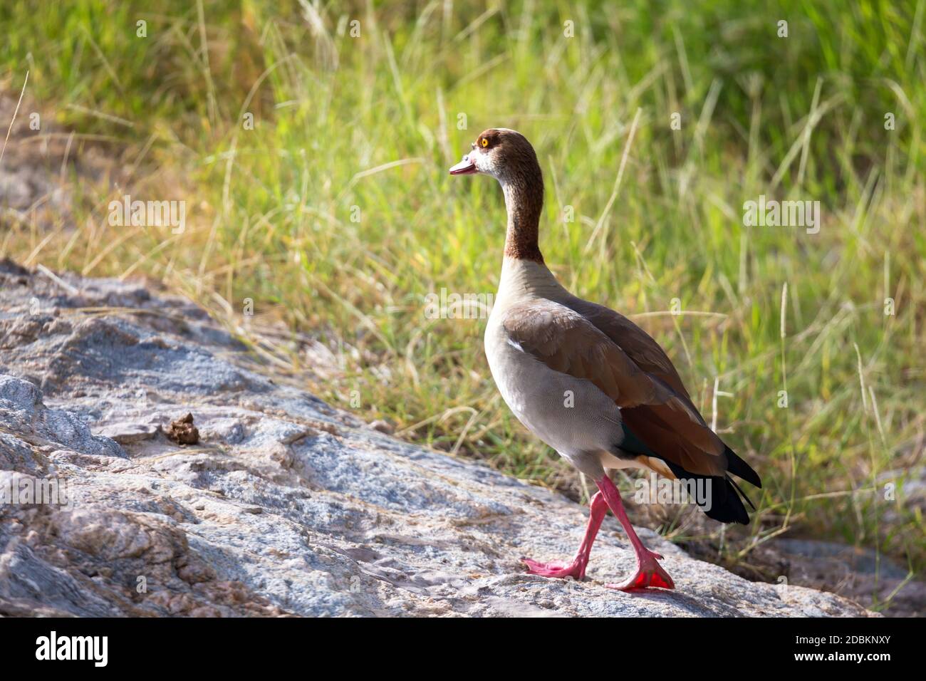Un oiseau natif très coloré dans le paysage du Kenya Banque D'Images