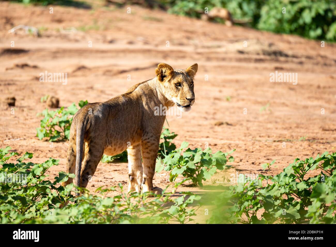 Un lion marche dans la savane au Kenya Banque D'Images