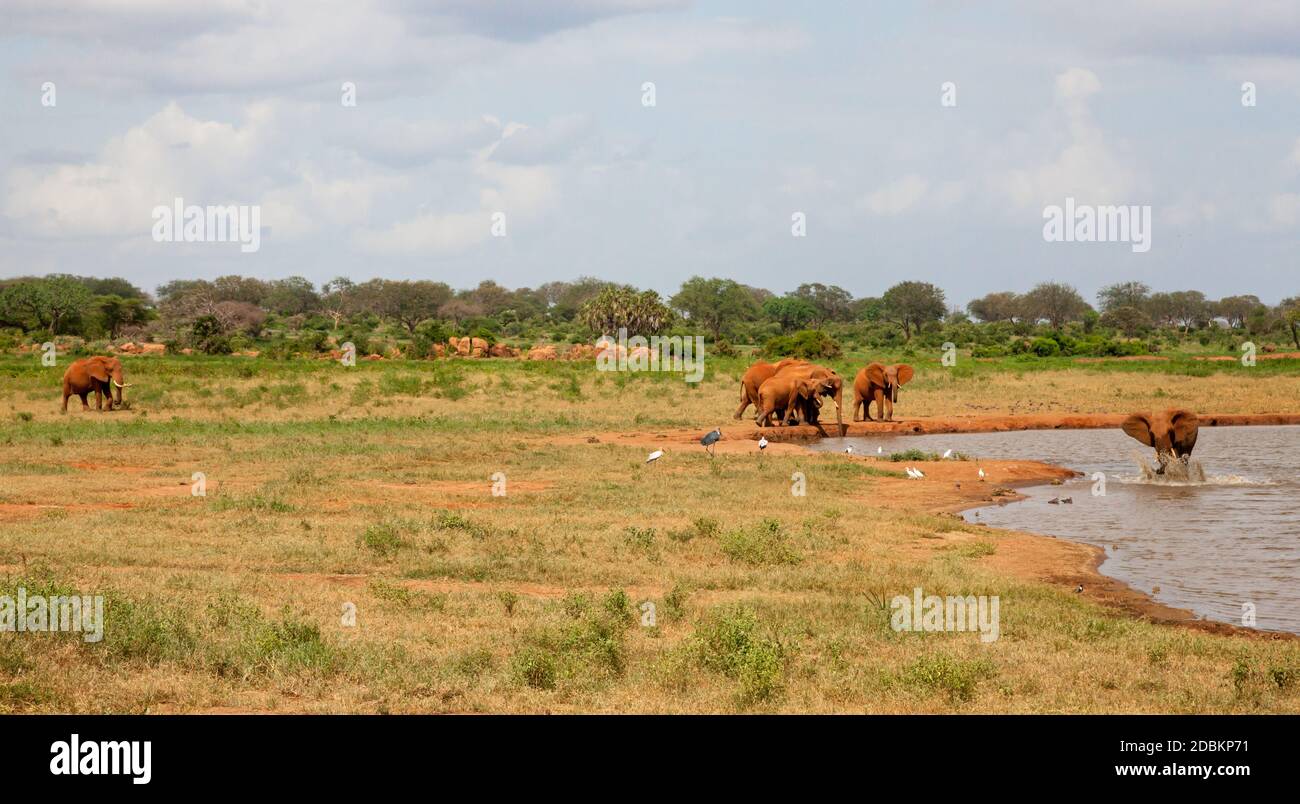 Beaucoup d'éléphants rouges sont sur le trou d'eau Banque D'Images