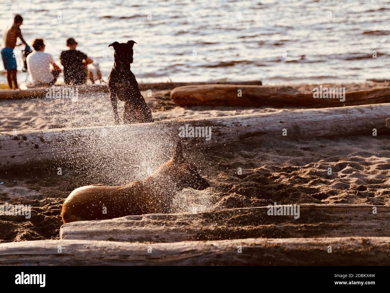 Chien jouant sur la plage Banque D'Images