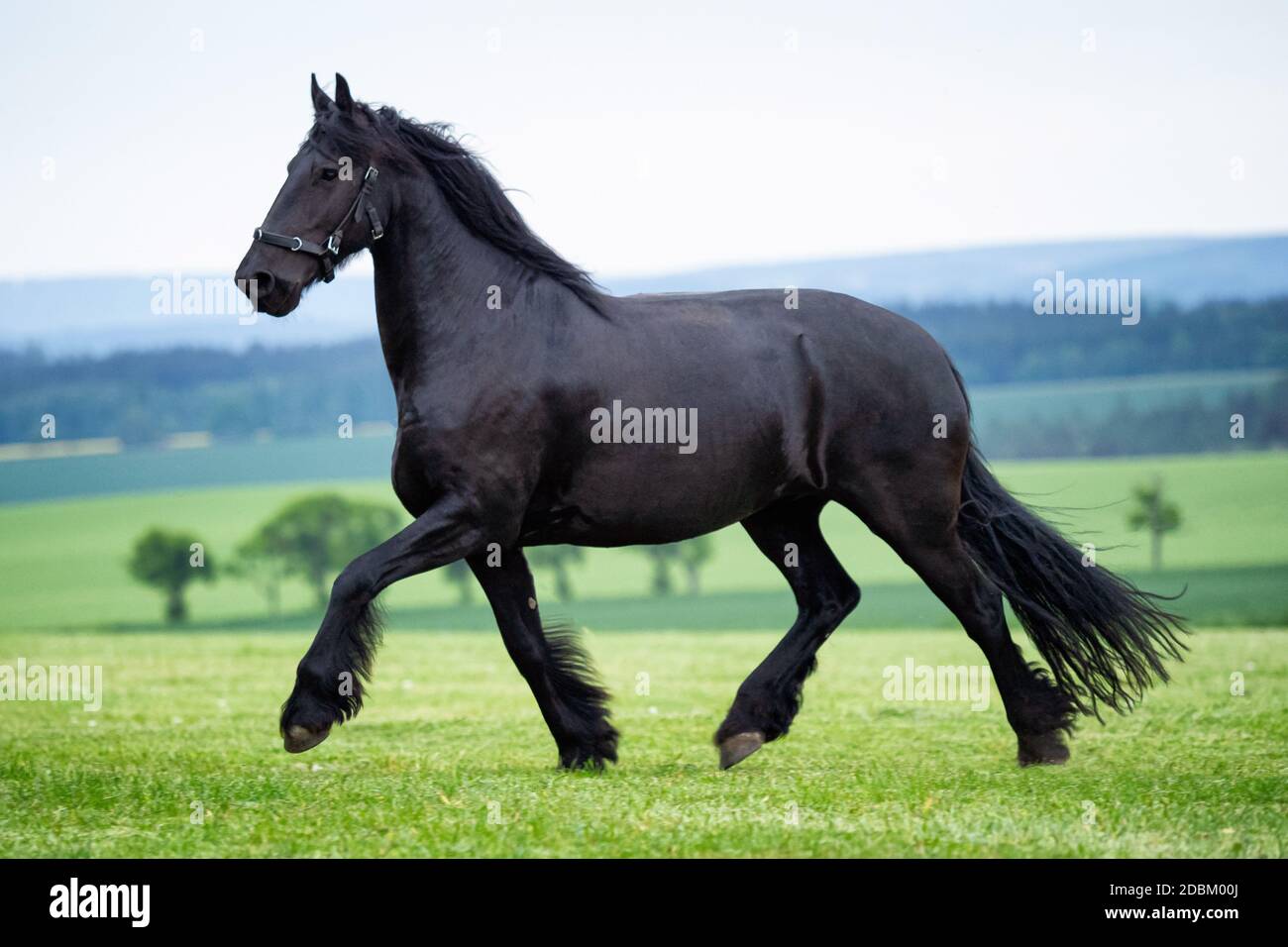 Course galloop noir cheval de Frise Banque D'Images