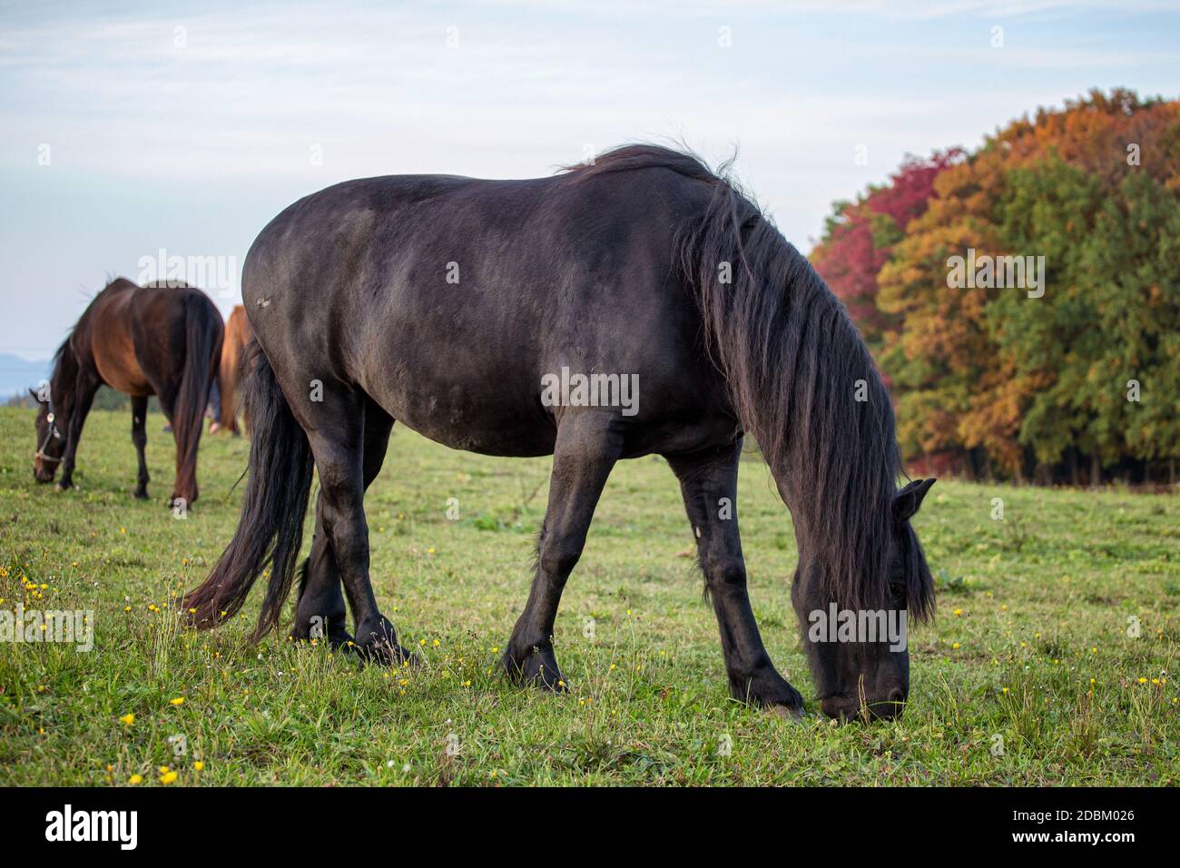 Portrait d'automne de la jument frisonne. Cheval de Frise noir. Banque D'Images