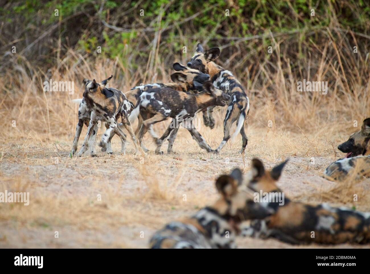 pack de chien sauvage africain ludique (Lycaon pictus) ou chien peint, Parc national de Luangwa Sud, Mfuwe, Zambie, Afrique Banque D'Images