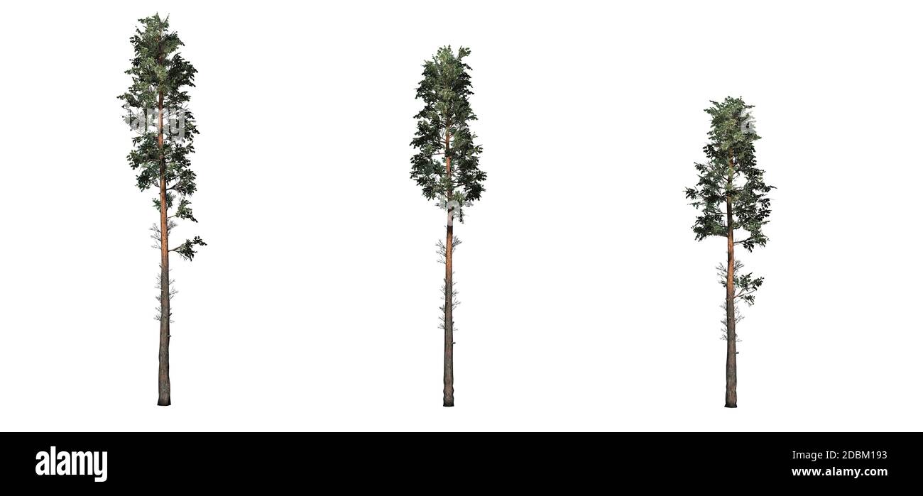 Ensemble de conifères - Scots Pine - isolé sur un fond blanc Banque D'Images