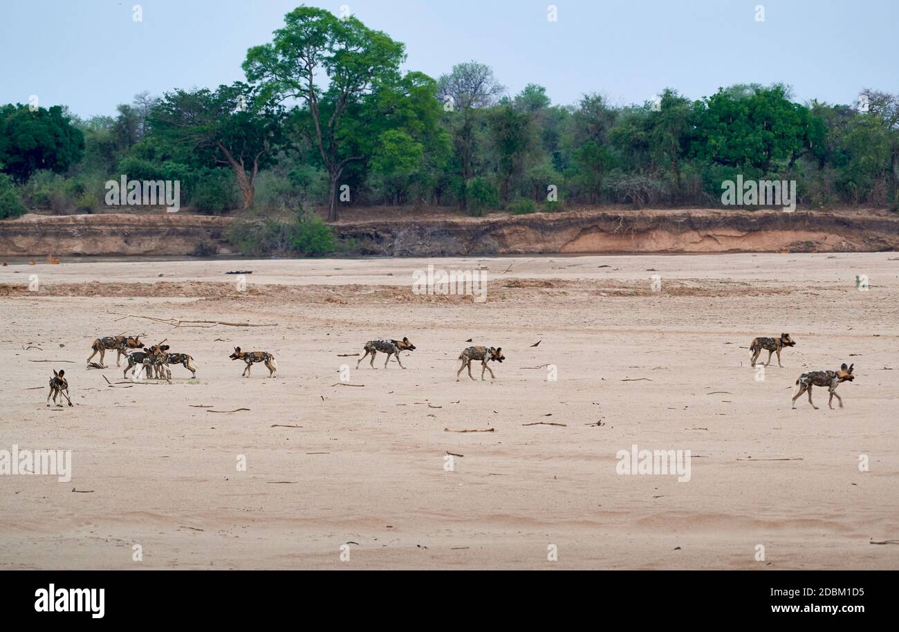 pack de chien sauvage africain (Lycaon pictus) ou de chien peint à Luangwa River, South Luangwa National Park, Mfuwe, Zambie, Afrique Banque D'Images