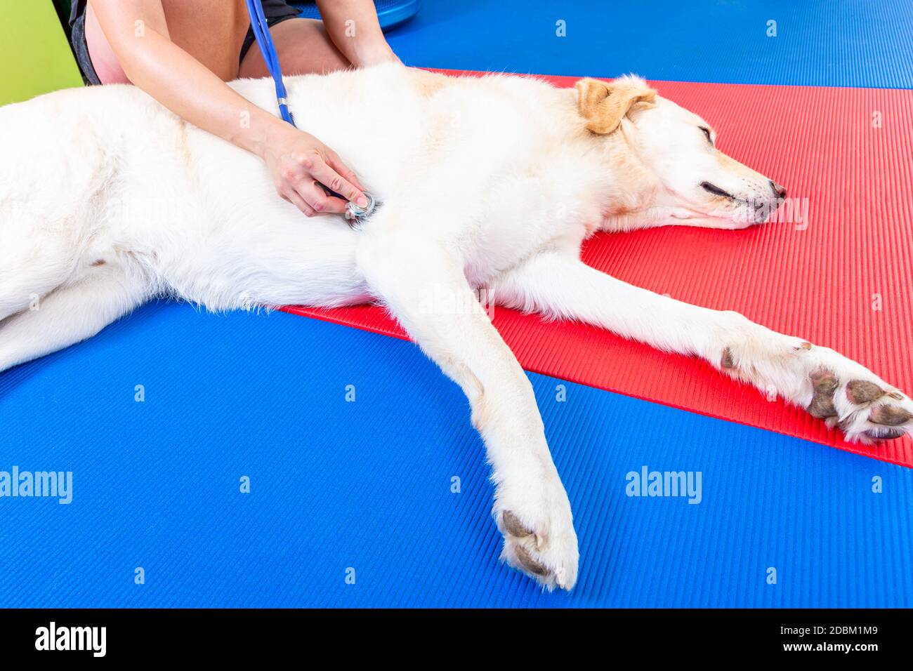 écoutez le battement de cœur d'un chien allongé sur le masse Banque D'Images