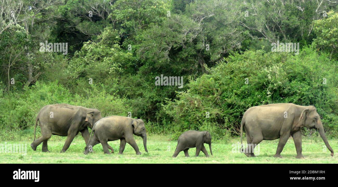 Mère, veau et jeunes éléphants. L'éléphant du Sri Lanka est l'une des trois sous-espèces reconnues de l'éléphant d'Asie, originaire du Sri Lanka. Parc national de la Kaudulla, juillet 2020. Banque D'Images
