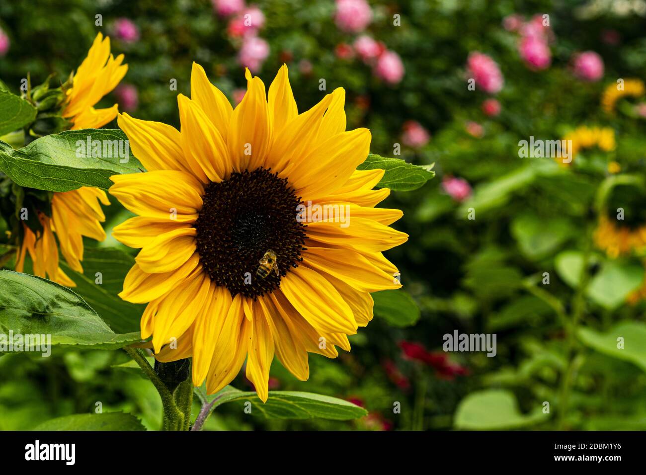 Bühlende Sonnenblume Banque D'Images