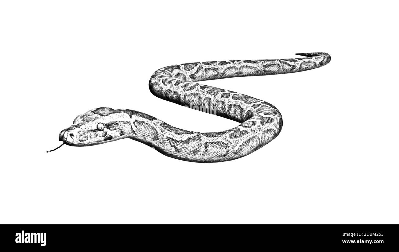 Dessin au crayon - serpent Python - isolé sur fond blanc Banque D'Images