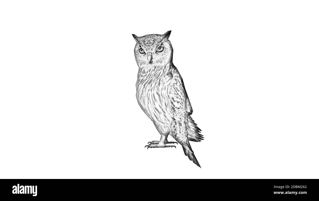Dessin au crayon - Owl - isolé sur fond blanc Banque D'Images