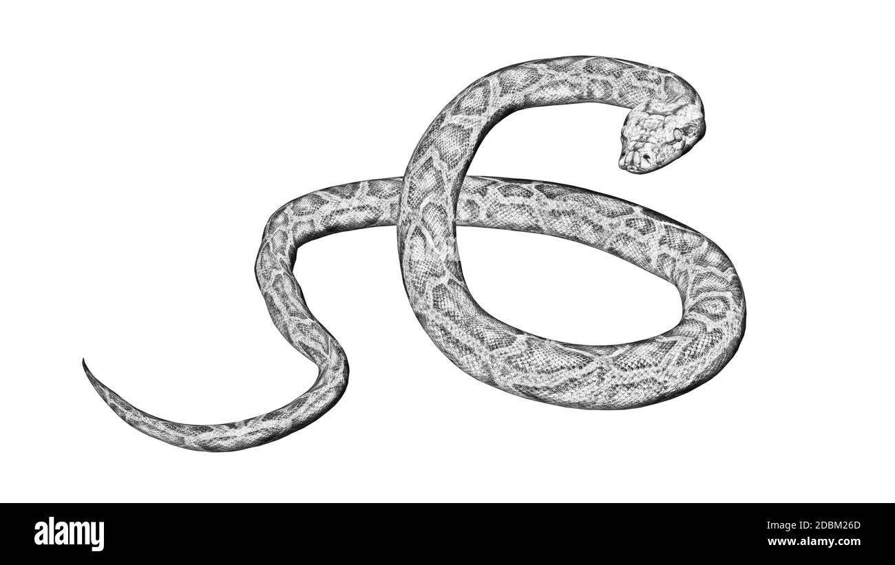Dessin au crayon - serpent Python - isolé sur fond blanc Banque D'Images