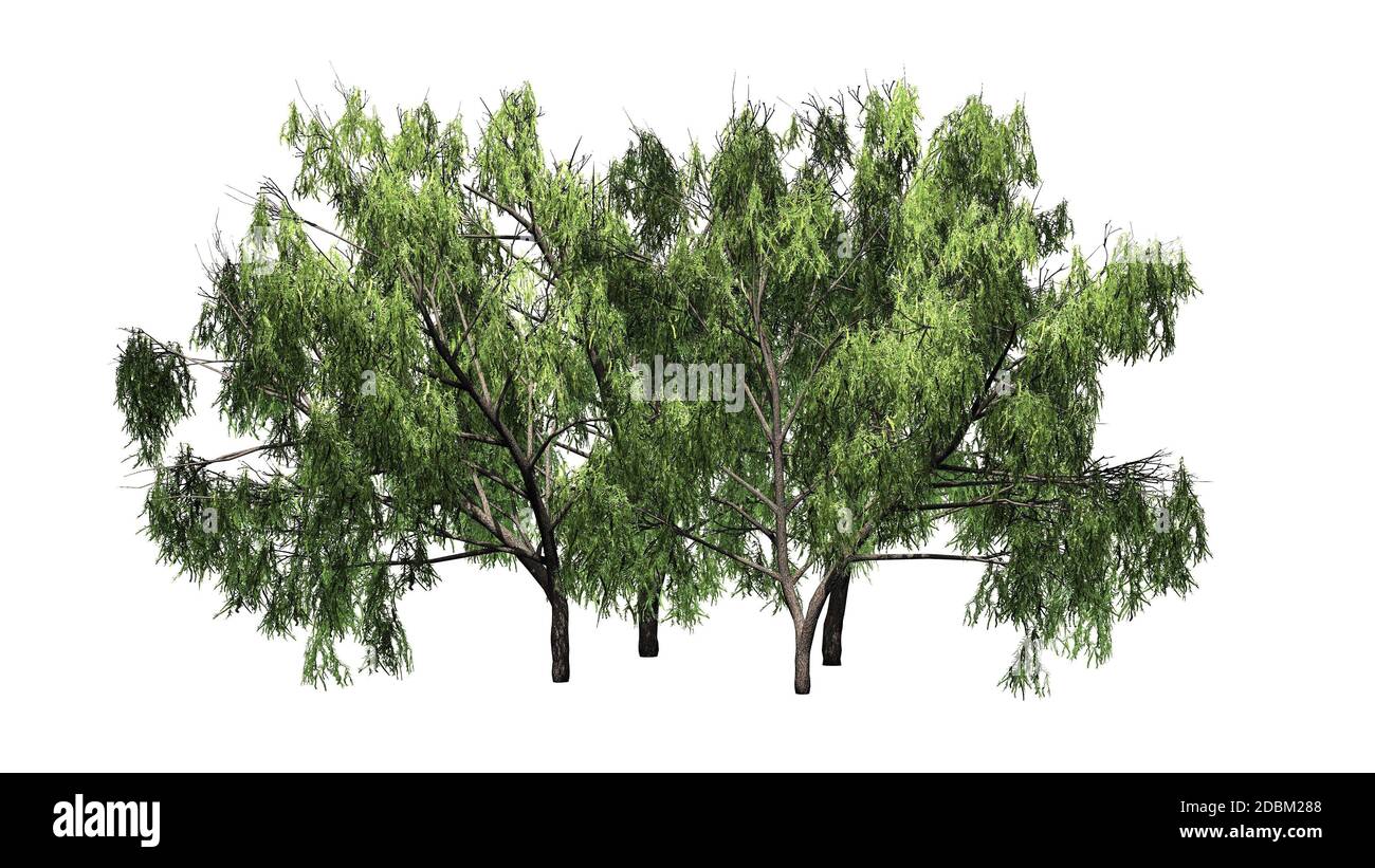 Plusieurs arbres de Mesquite au miel - isolés sur fond blanc Banque D'Images