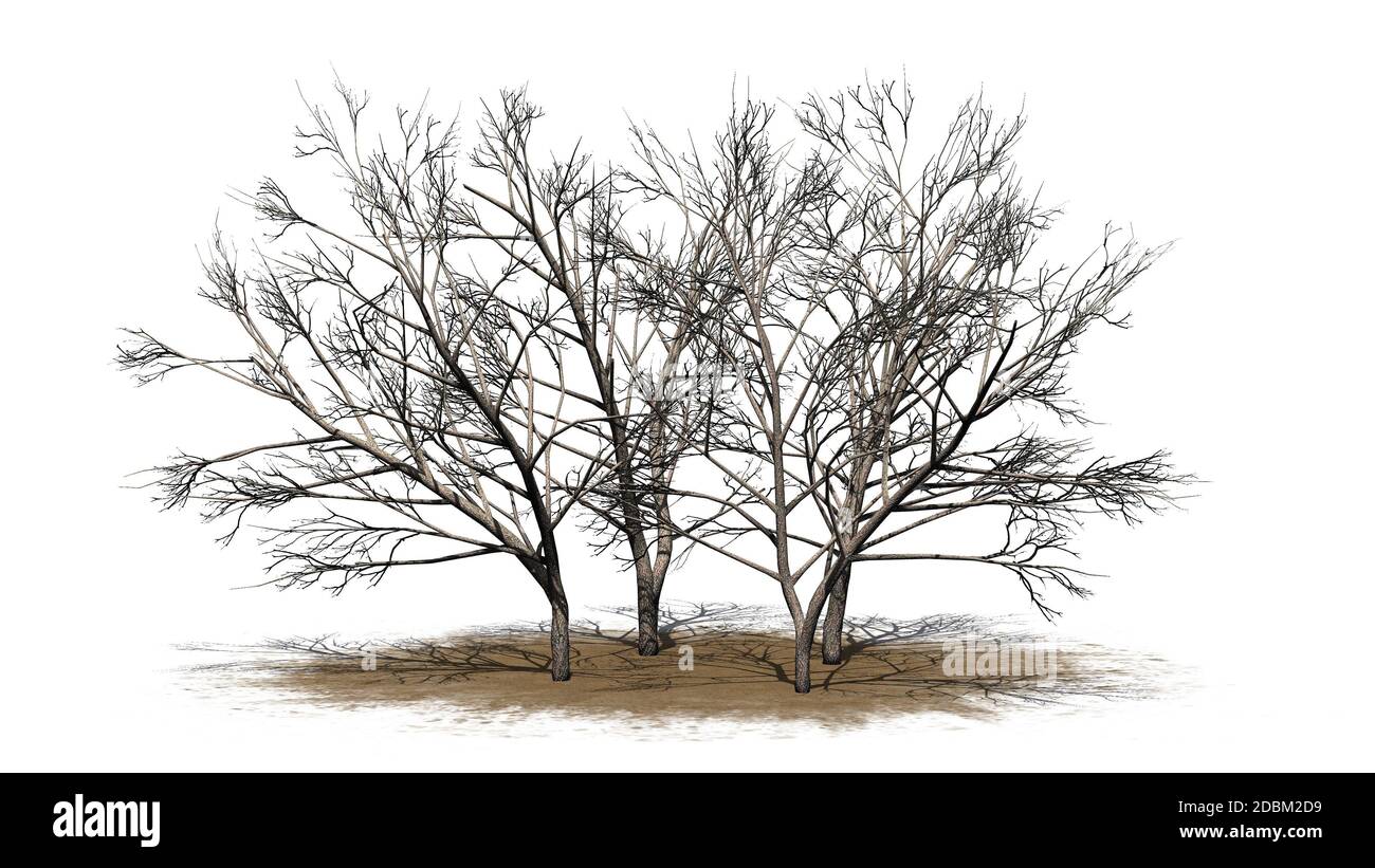 Divers arbres de Mesquite au miel en hiver sur une zone de sable - isolés sur fond blanc Banque D'Images
