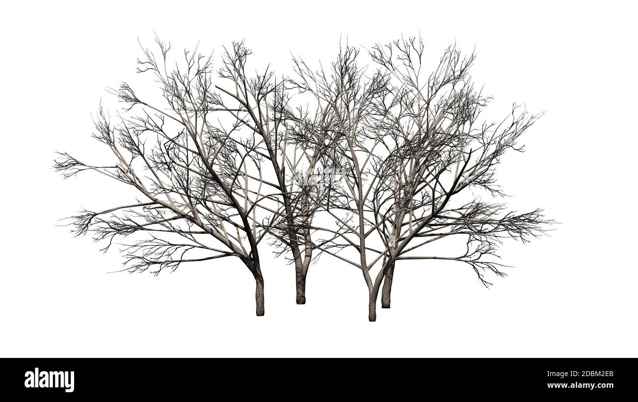 Divers arbres de Mesquite au miel en hiver - isolés sur fond blanc Banque D'Images