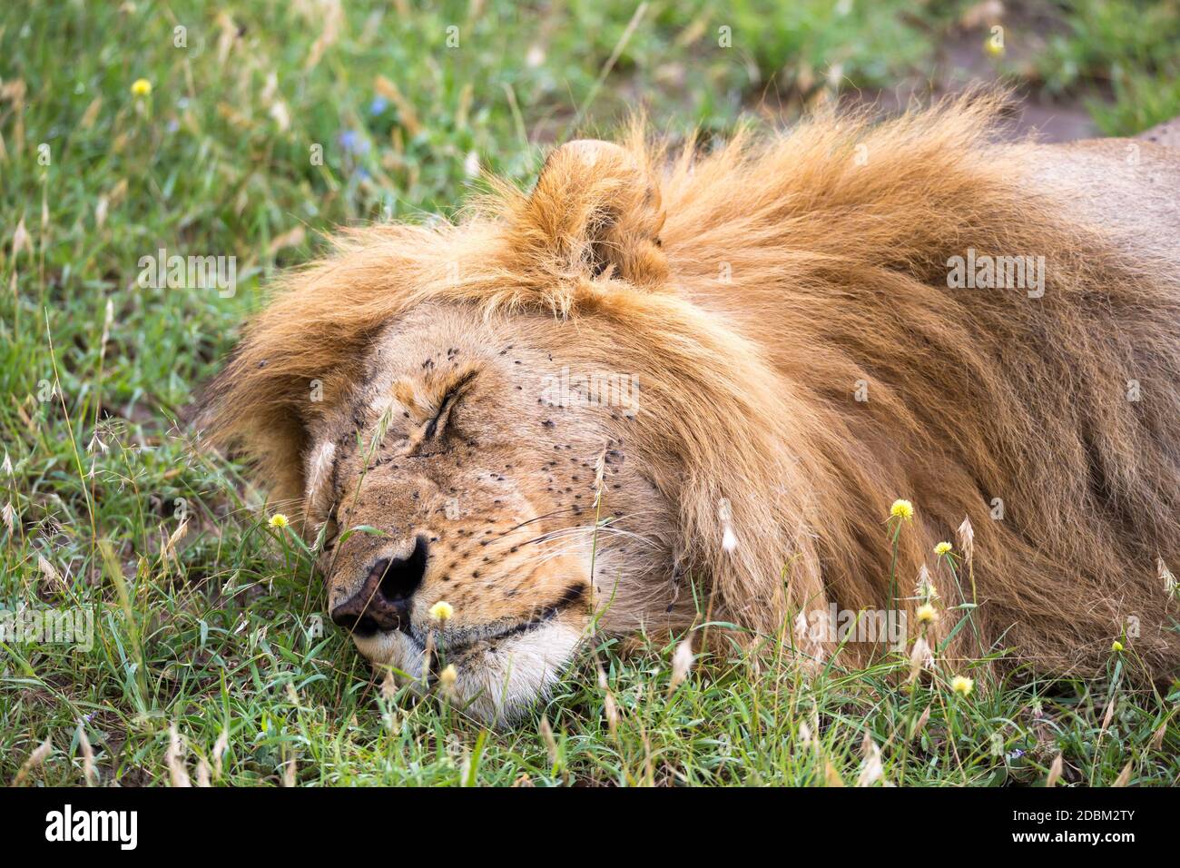 Un grand lion dort dans l'herbe de la savane kenyane Banque D'Images