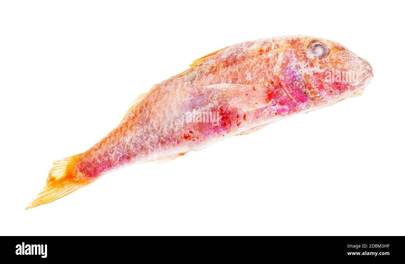 poissons rouges à mulets surgelés isolés sur fond blanc Banque D'Images
