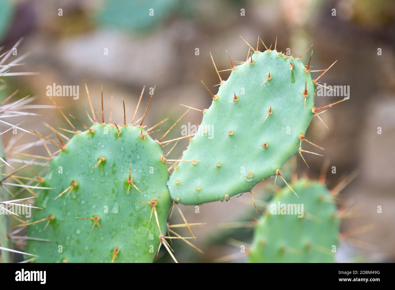 Le cactus vert avec beaucoup d'épis Banque D'Images