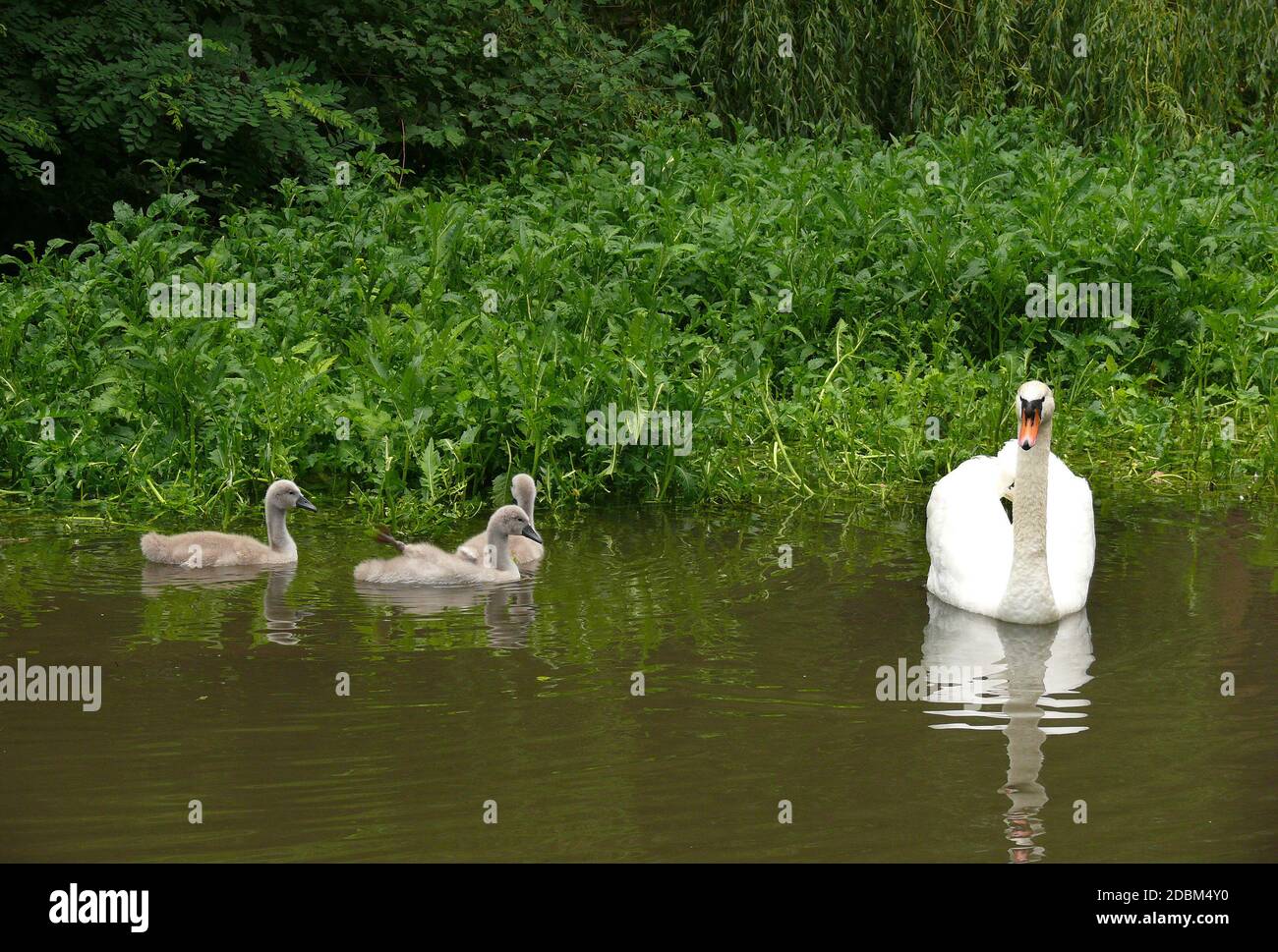 famille swan sur l'Oke rin Braunschweig Banque D'Images