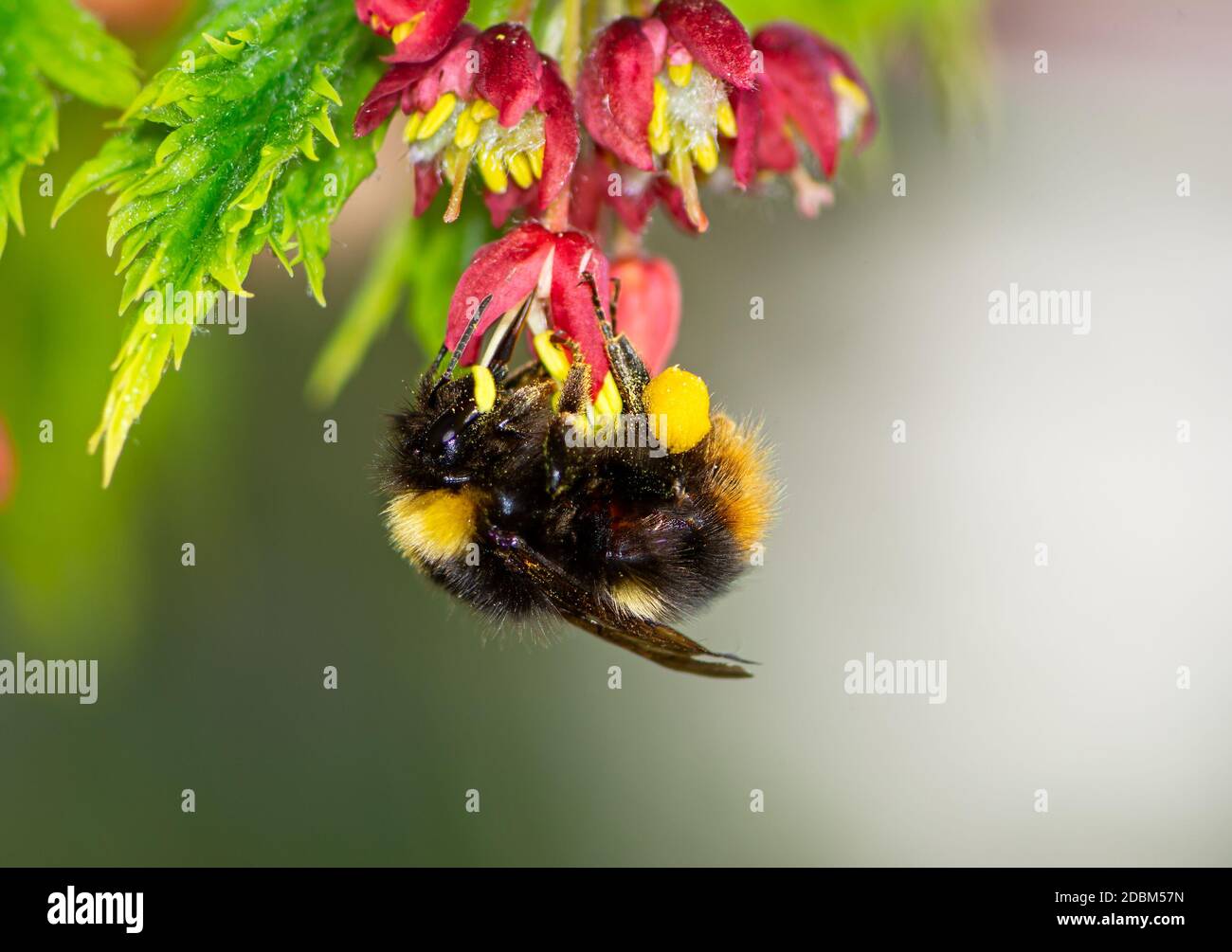 Macro d'une abeille de nidification précoce (Bombus pratorum) collectant du pollen aux fleurs d'un érable japonais Banque D'Images