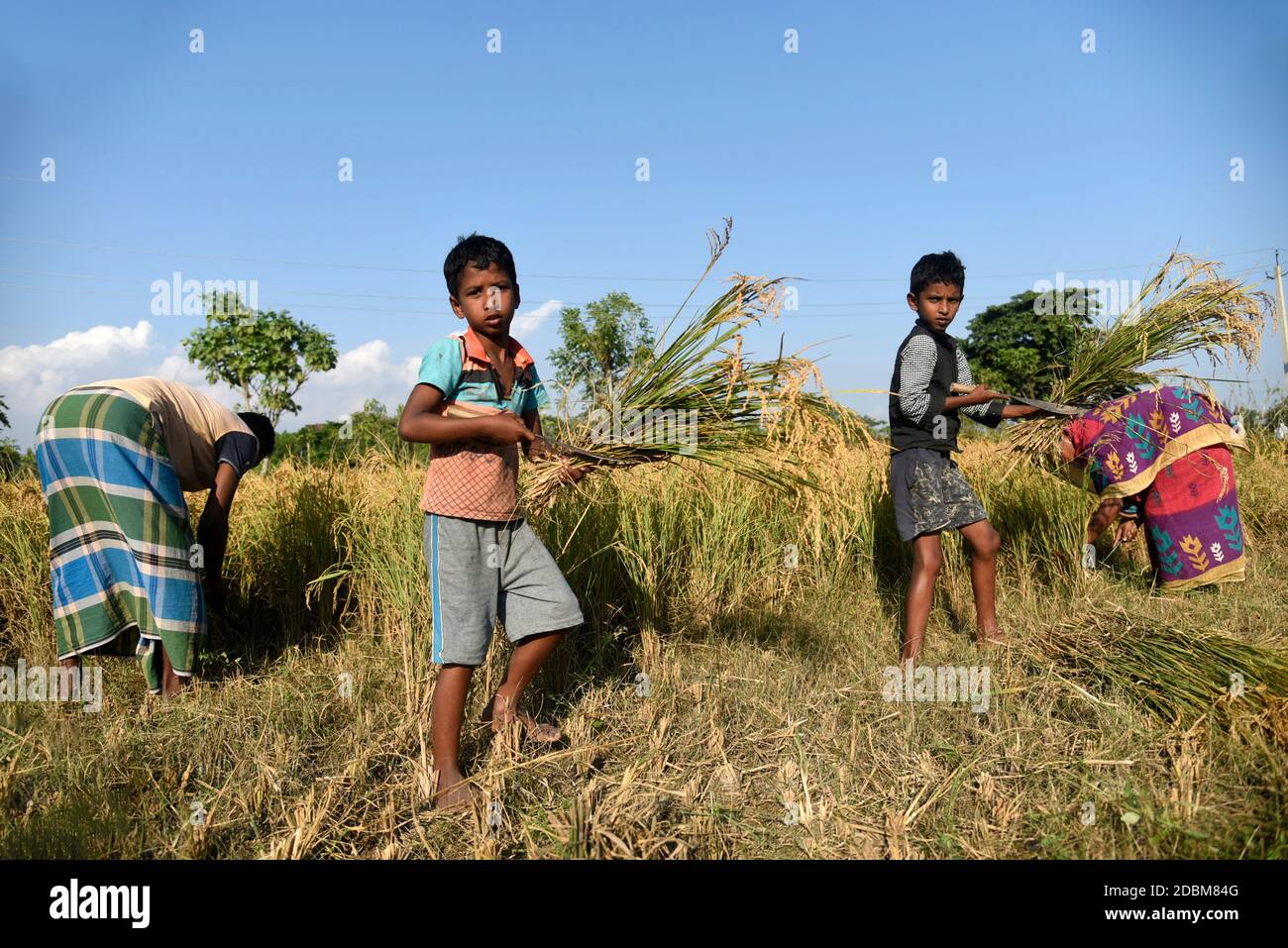 District de Bongaigaon d'Assam, Inde. 17 novembre 2020.parents avec enfants récoltant du riz paddy dans un champ, dans un village du district de Bongaigaon d'Assam, en Inde, le 17 novembre 2020. L'agriculture soutient plus de la moitié de la population de l'Inde, qui compte environ 1.4 milliards. Le riz est considéré comme la culture principale de l'Inde côtière et de certaines régions de l'est de l'Inde. Il y a trois saisons de culture du riz en Inde : automne, hiver et été. Crédit : David Talukdar/Alay Live News Banque D'Images