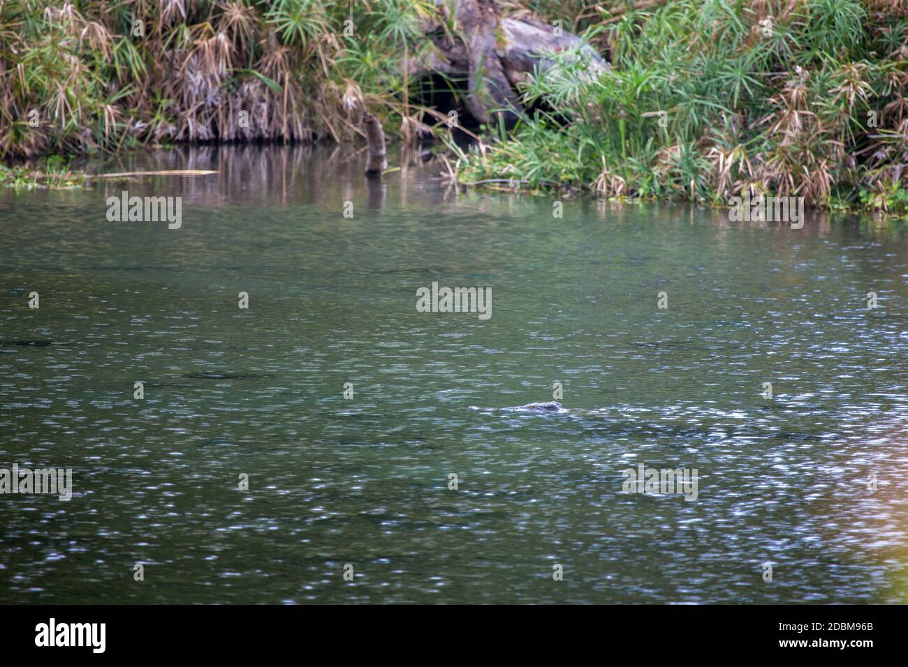 Ressorts de Mzima animaux dans l'eau Banque D'Images